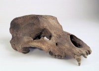Schädel eines Höhlenbären (Ursus spelaeus)