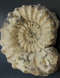 Pleuroceras spinatum