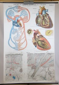 Lehrtafel Herz-Kreislaufsystem und Haut